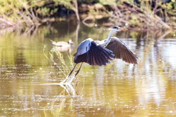 Gri balıkçıl - Ardea Cinerea - Marismas del Odiel, Huelva, Endülüs, Spai 'nin doğal bölgesinde uçar.