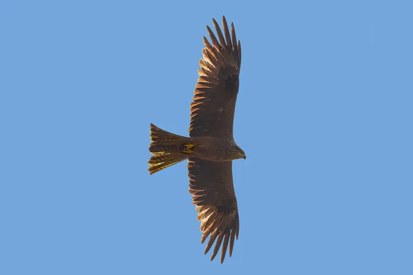 Black Kite Milvus Migrans Flyger Donana National Park Andalusien Spanien — Stockfoto