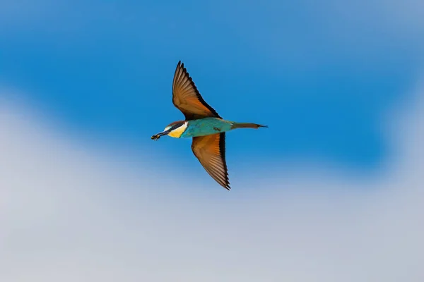 European Bee Eater Merops Apiaster Flight Donana National Park Huelva — стокове фото