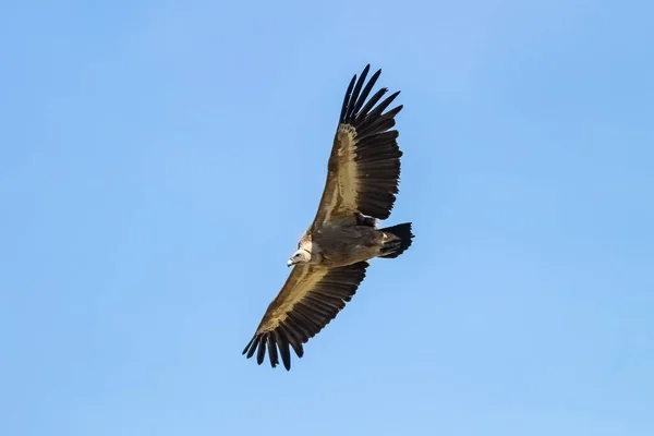 Sęp Płowy Gyps Fulvus Latający Sierra Cazorla Jaen Hiszpania — Zdjęcie stockowe