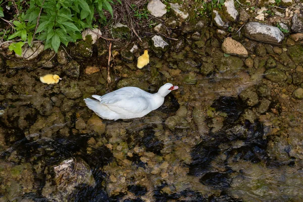 Betina Bebek Muskovia Cairina Moschata Berenang Sungai Cerezuelo Dengan Bebeknya — Stok Foto