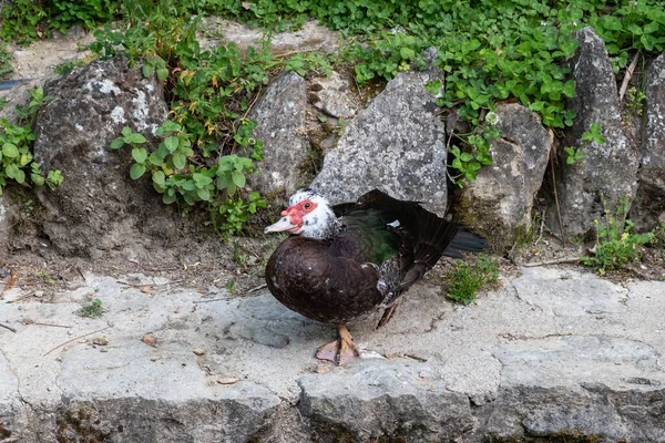 Duclair Duck Nel Fiume Cerezuelo Nella Città Cazorla Duclair Duck — Foto Stock