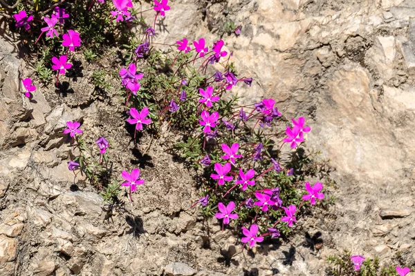 Violeta Cazorla Viola Cazorlensis Una Especie Endémica Sierra Cazorla Segura — Foto de Stock