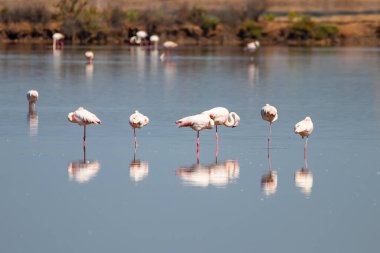 Tuz göllerinde, sulak alanlarda, Endülüs 'te, İspanya' da pembe flamingoların güzel görüntüleri