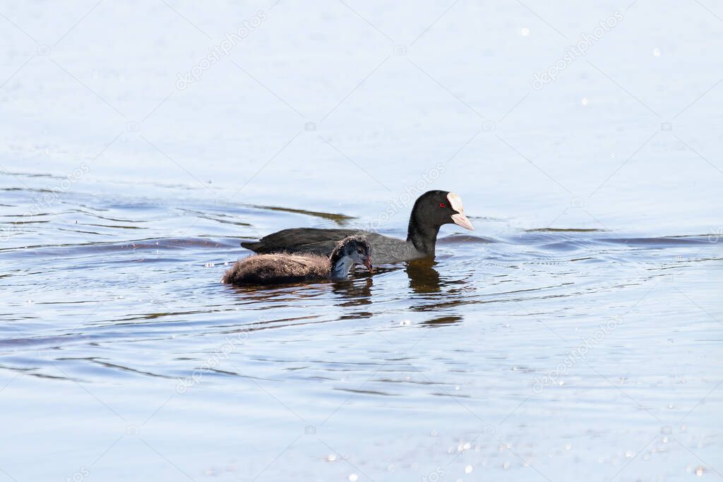 Eurasian coot - Fulica atra - with its chick in the natural area of Marismas del Odiel, Huelva, Andalusia, Spain