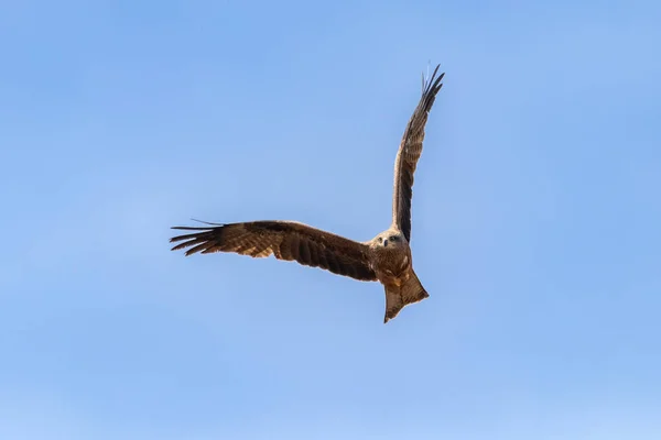 Cometa Negra Milvus Migrans Volando Parque Nacional Donana Andalucía España —  Fotos de Stock