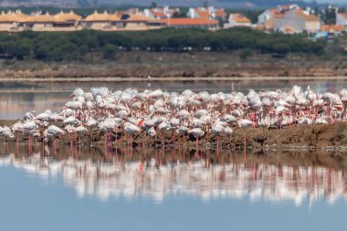 Bir grup pembe flamingo Marismas del Odiel doğal bölgesinde dinleniyor ve güneşleniyor, Huelva, Endülüs, İspanya