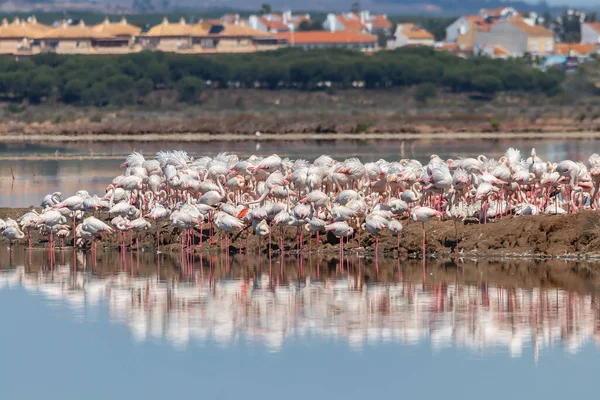 Grupo Flamingos Rosa Relaxante Banhos Sol Área Natural Marismas Del — Fotografia de Stock