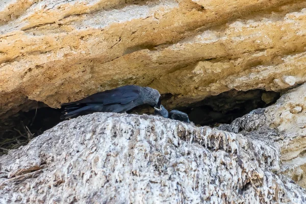 Західний Джекдоу Coloeus Monedula Годує Своє Пташеня Гнізді — стокове фото