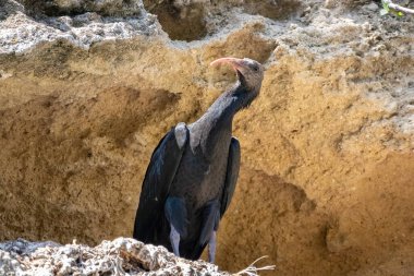 Kuzeyli kel aynak, münzevi Ibis ya da waldrapp 'ın genç örneği Geronticus eremita bir uçuruma tünedi.