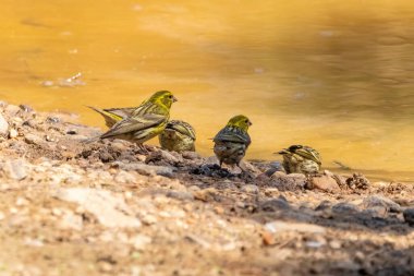 Bir grup Avrupalı serin (Serinus serinus) Donana Ulusal Parkı, Huelva, Endülüs, İspanya