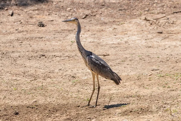 Gray Heron Ardea Cinerea Donana National Park Nature Reserve Huelva — Stock Photo, Image