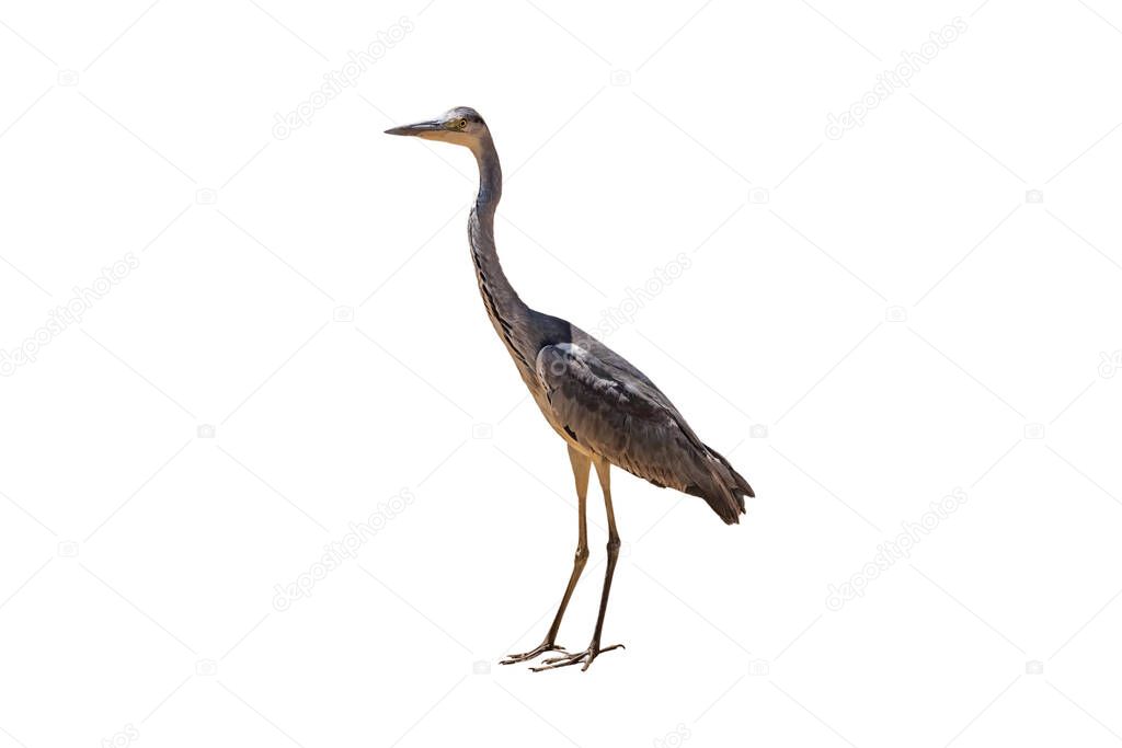 Gray heron (Ardea cinerea). Bird isolated on white from a specimen perched on mud in nature