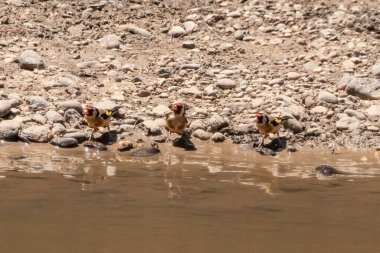 Avrupa ispinozu (Carduelis carduelis) Huelva, Endülüs, İspanya 'da bir gölette içmektedir.