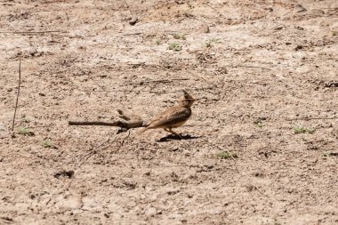 Donana Ulusal Parkı, Huelva, Endülüs 'te tarla kuşu (Galerida cristata)