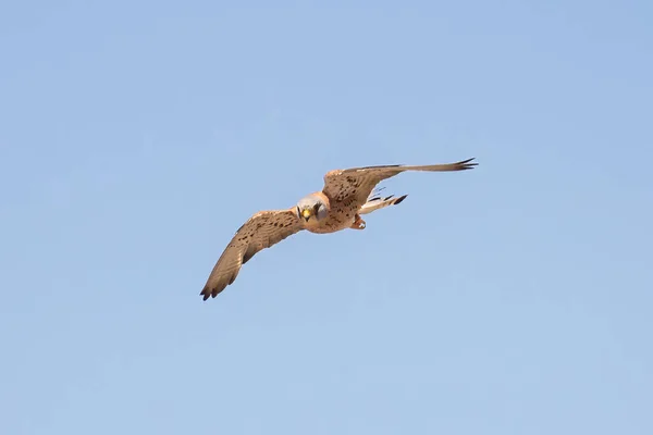 Мужчина Общий Пустельга Falco Tinnunculus Полете — стоковое фото