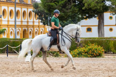 Jerez de la Frontera, Cadiz, İspanya - 17 Haziran 2021: Süvari safkan Endülüs beyaz atıyla eğitim tatbikatları yapıyor