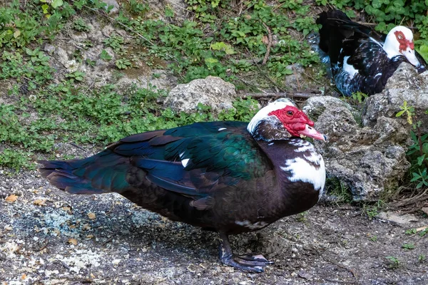 Anatra Moscovita Conosciuta Come Anatra Creola Bragado Anatra Nera Anatra — Foto Stock