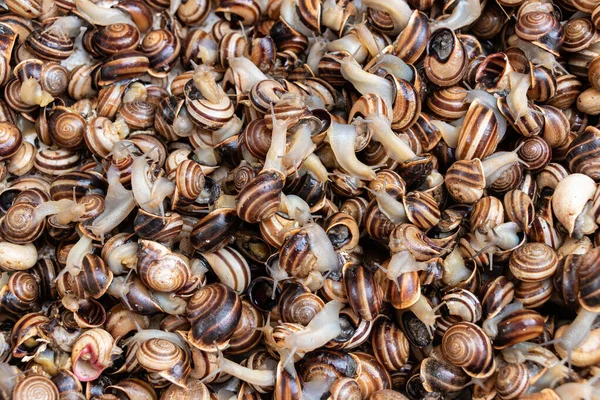 Lumaca Mediterranea Molto Tipico Nei Prati Nei Luoghi Erbe Varietà — Foto Stock