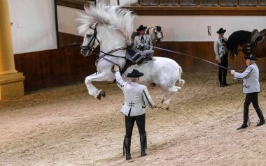 Jerez de la Frontera, Cadiz, İspanya - 17 Haziran 2021: Geleneksel giysili süvariler, terbiye gösterisi olarak atlayan safkan atlardan oluşan beyaz bir at dansı gösteriyorlar. Atların nasıl dans ettiğini göster