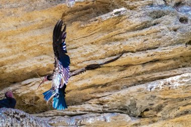 Kuzeyli kel aynaklar, inzivaya çekilmiş Ibis veya waldrapp (Geronticus eremita) yuvasına gagasında bir dal dalla yaklaşarak yuvasını tamir eder ve tımar eder.