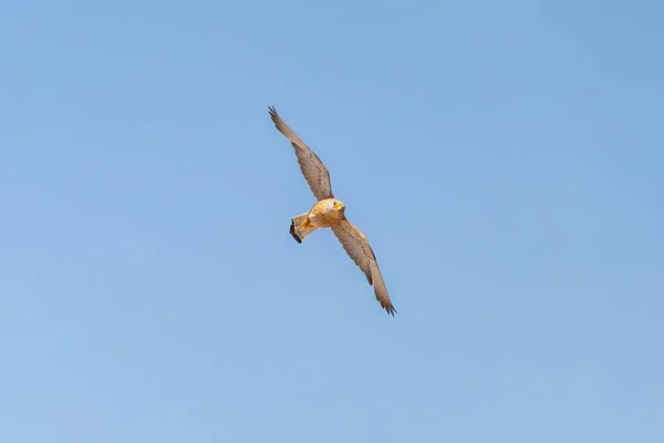 Mindre Kestrel Falco Naumanni Flygning — Stockfoto