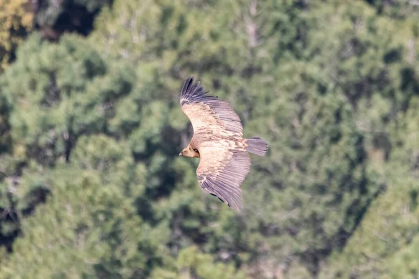 Griffon Vulture Gyps Fulvus Flying Sierra Cazorla Jaen Spain — Stock Photo, Image