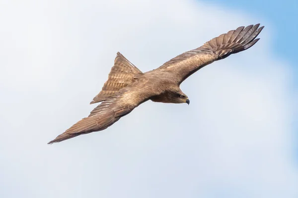 Czarny Kite Milvus Migrans Latający Parku Narodowym Donana Andaluzja Hiszpania — Zdjęcie stockowe