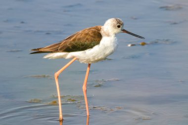 Marismas de Odiel, Huelva, Endülüs, İspanya 'nın Doğa Rezervi' nde bulunan Kara Kanatlı Genç (Himantopus himantopus) bir numune.