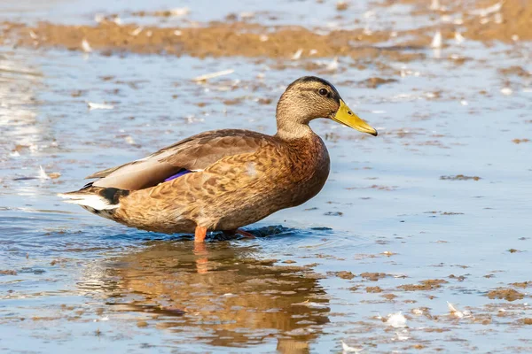 Female Mallard Wild Duck Anas Platyrhynchos Shore Pond Nature Reserve — Stock Photo, Image