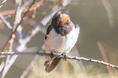Ahır kırlangıcı (Hirundo rustica). Dünyadaki en yaygın kırlangıç türüdür. Mavi üst kısımları ve uzun, derin çatallı kuyruğu olan bir kuş türü..