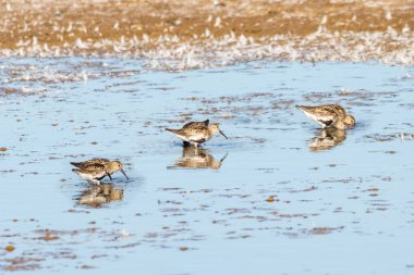 Bataklıklarda beslenen Dunlin (Calidris alpina)