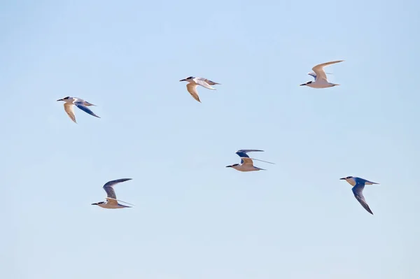 Stádo Rybníka Obecného Sterna Hirundo Letu — Stock fotografie