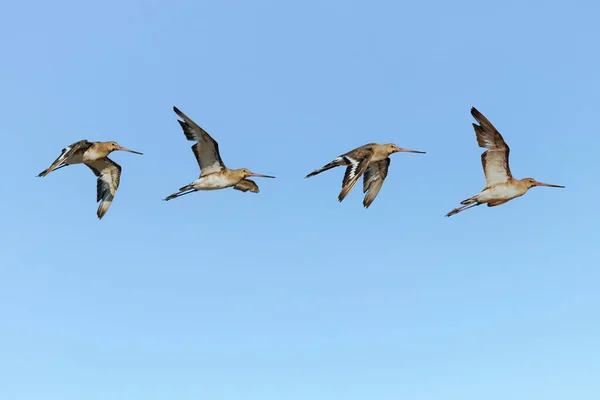 Composition Photo Barge Queue Noire Limosa Limosa Vol — Photo