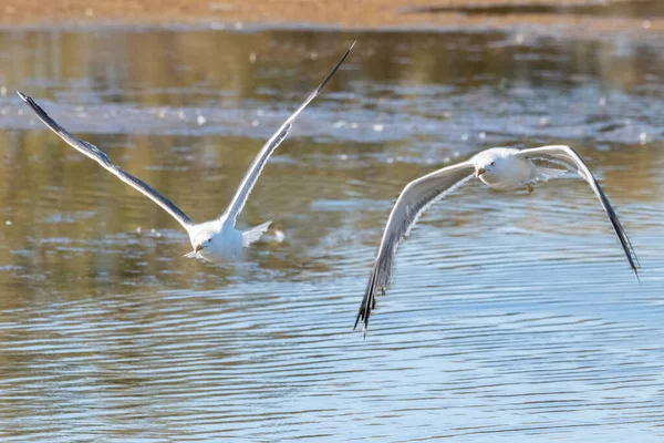 Gelbfußmöwe Larus Michahellis Flug — Stockfoto