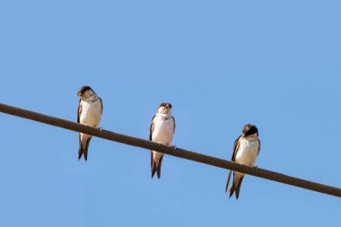 Yaygın ev Martin (Delichon urbicum) elektrik kablolarına tünemiştir