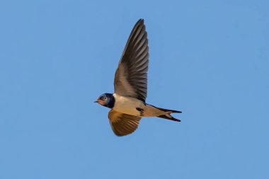 Ahır kırlangıcı (Hirundo rustica). Dünyadaki en yaygın kırlangıç türüdür. Mavi üst kısımları ve uzun, derin çatallı kuyruğu olan bir kuş türü..