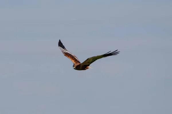 スペインのドナナ国立公園での飛行中の西沼の障壁 サーカスAeruginosus の写真構成 — ストック写真