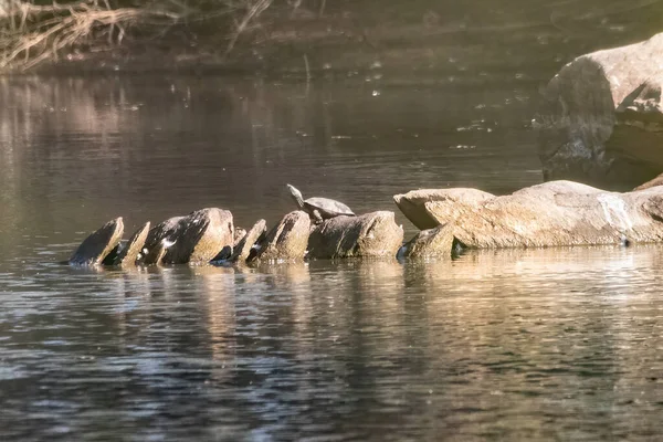 Süßwasserschildkröte Naturpark Marismas Del Odiel Huelva Spanien — Stockfoto