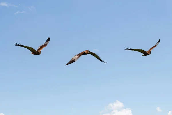 Foto Zusammensetzung Der Rohrweihe Circus Aeruginosus Flug Donana Nationalpark Spanien — Stockfoto