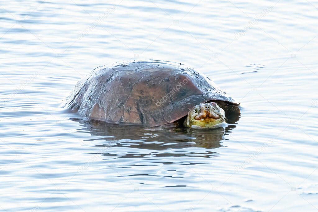 Freshwater aquatic turtle in the Marismas del Odiel Natural Park, Huelva, Spain