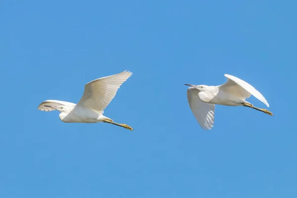 Silberreiher Flug Donana Naturpark Huelva Andalusien Spanien — Stockfoto