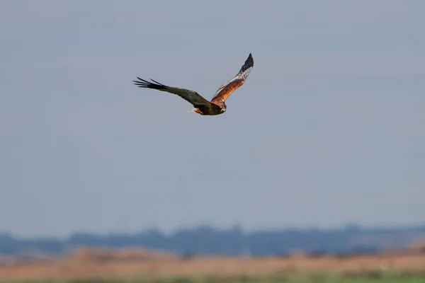 Falco Paludoso Occidentale Circus Aeruginosus Volo Nel Parco Nazionale Donana — Foto Stock