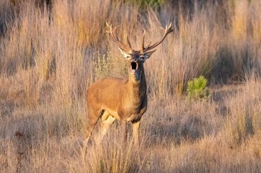 Azma mevsiminde erkek geyik. Yabani kırmızı geyik (Cervus elaphus). Erkeklerin dişilere ulaşmak için birbirleriyle savaştıkları geyiklerin yıllık cinsel aktiviteleri çiftleşme mevsimidir.