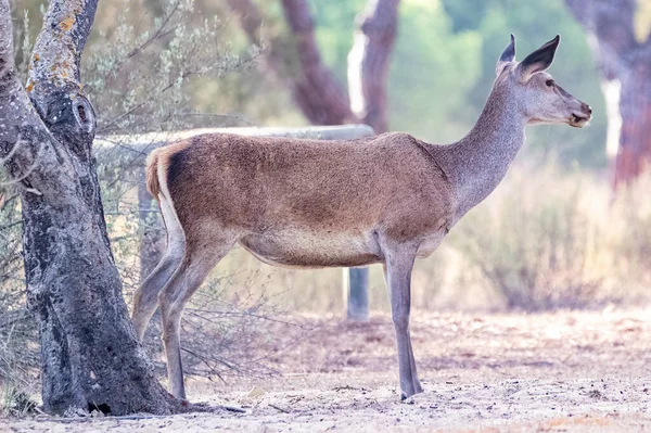 Female Wild Red Deer Cervus Elaphus Forest Sunset Autumn — Stock Photo, Image