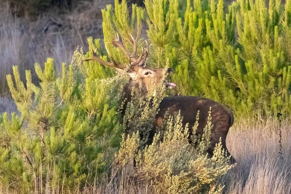 Cerf Mâle Caché Dans Les Buissons Pendant Saison Des Ornières — Photo