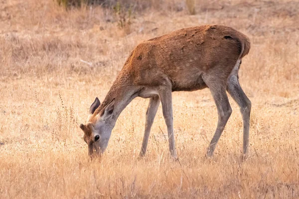 Jeune Cerf Mâle Avec Des Bois Naissants Broutant Dans Une — Photo