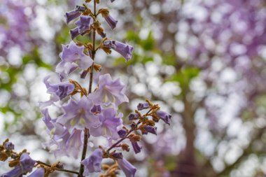 Çiçek açan Paulownia tomentosa 'nın yakın çekimi, imparatoriçe ağacı olarak da bilinir, narin lavanta trompet şekilli çiçekler ve taze yeşil yapraklarla. Yumuşak bahar ışığı ve arka planda nazik bokeh
