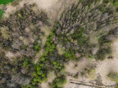 Bir Estonya bahar ormanının tepeden tırnağa görüntüsü. Parlak yeşil yapraklar, kuru çimenler ve çıplak ağaçlardan oluşan bir yaprak. Yumuşak bulutlu ışık organik desenleri ve el değmemiş doğayı vurgular