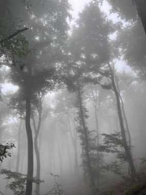 Almanya 'nın Mistik Ormanları ve ilginç Işıklar. Yüksek kalite fotoğraf